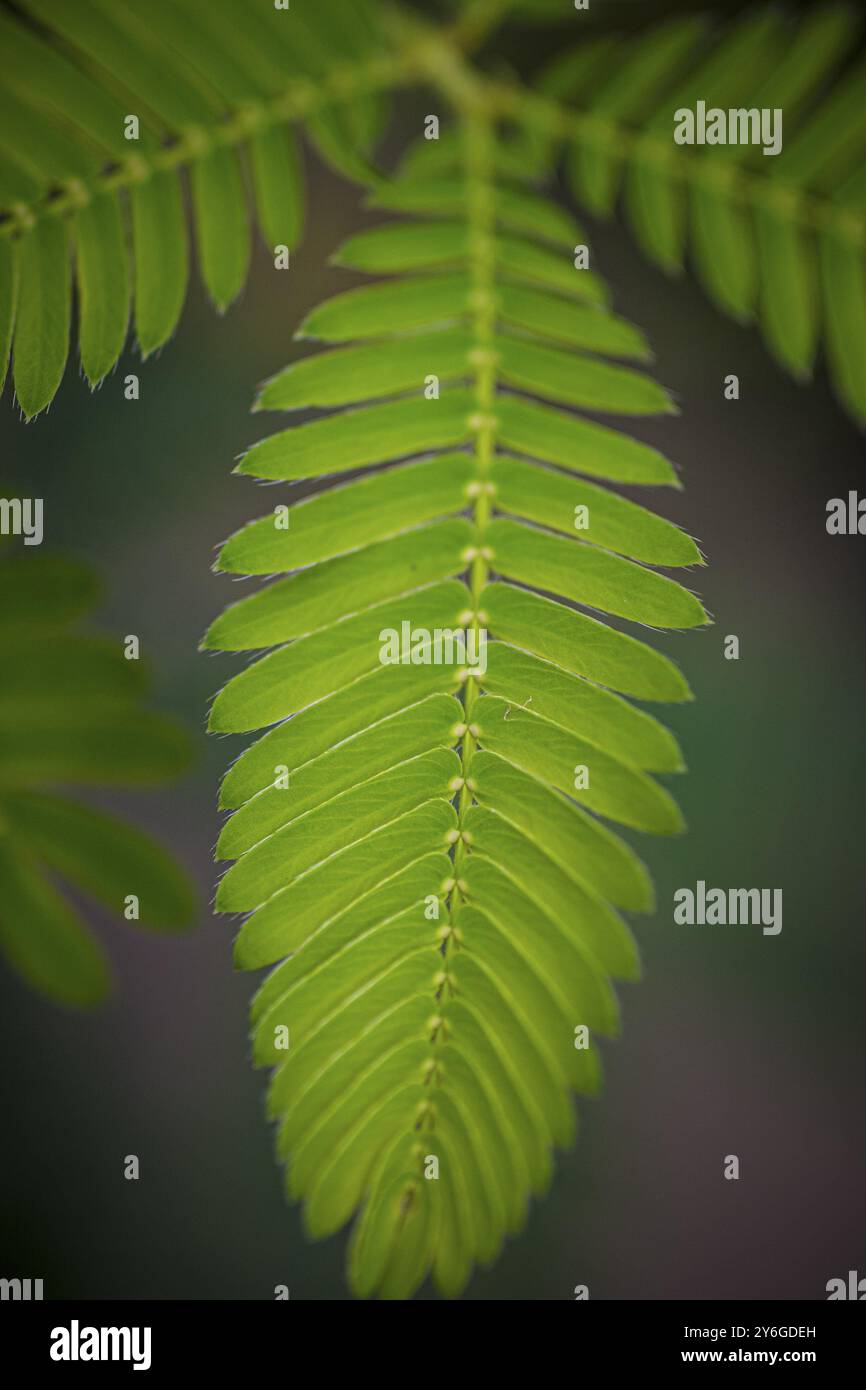 Nahaufnahme des Blattes einer Mimosa pudica, auch empfindliche Pflanze, verschlamme Pflanze, Aktionspflanze, Touch-Me-Not oder Schampflanze genannt Stockfoto