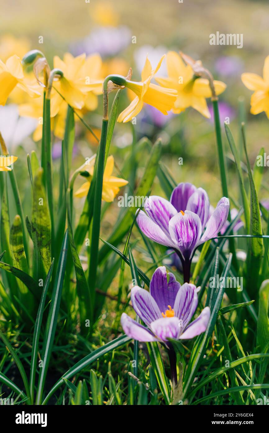 Gelbe Narzissen und lila Krokusse blühen im Frühlingsgarten, Blütenblätter, verschwommener Hintergrund Stockfoto