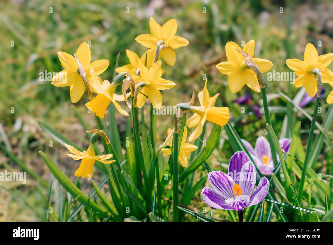 Gelbe Narzissen und violette Krokusse blühen im Frühlingsgarten, natürliches Sonnenlicht Stockfoto