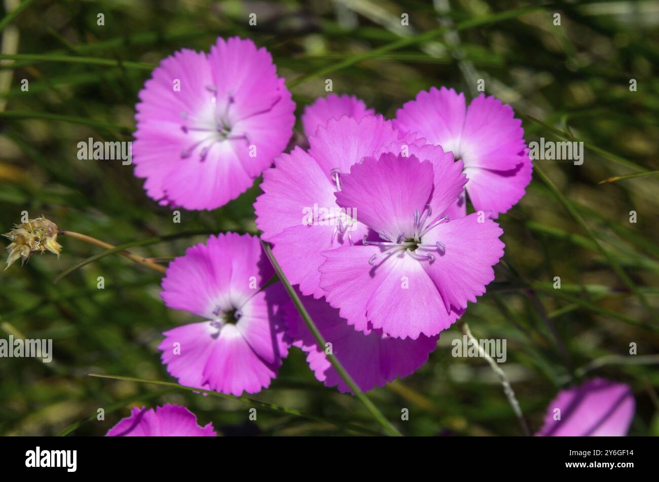Wilde Nelke rosa Blumen Nahaufnahme Stockfoto