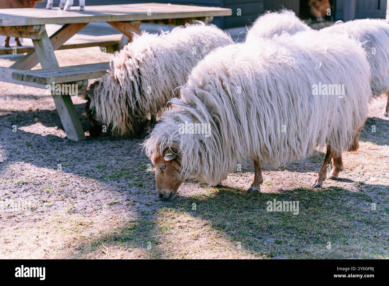 Eine Gruppe langhaariger Schafe, die im Freien Gras essen, Sonnenlicht Stockfoto