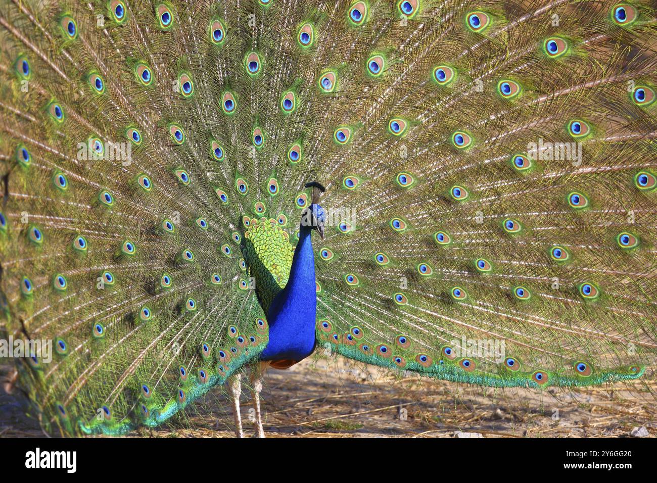 Porträt von Pfau mit Federn Stockfoto