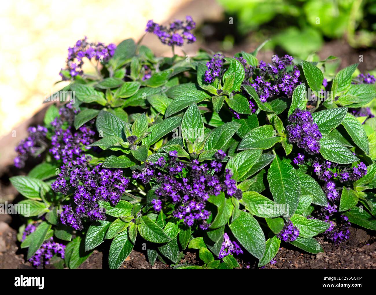 Pupelviolett Heliotropium eine Gartenrandpflanze aus der Familie der boraginaceae. Kopierbereich in der linken oberen Ecke Stockfoto