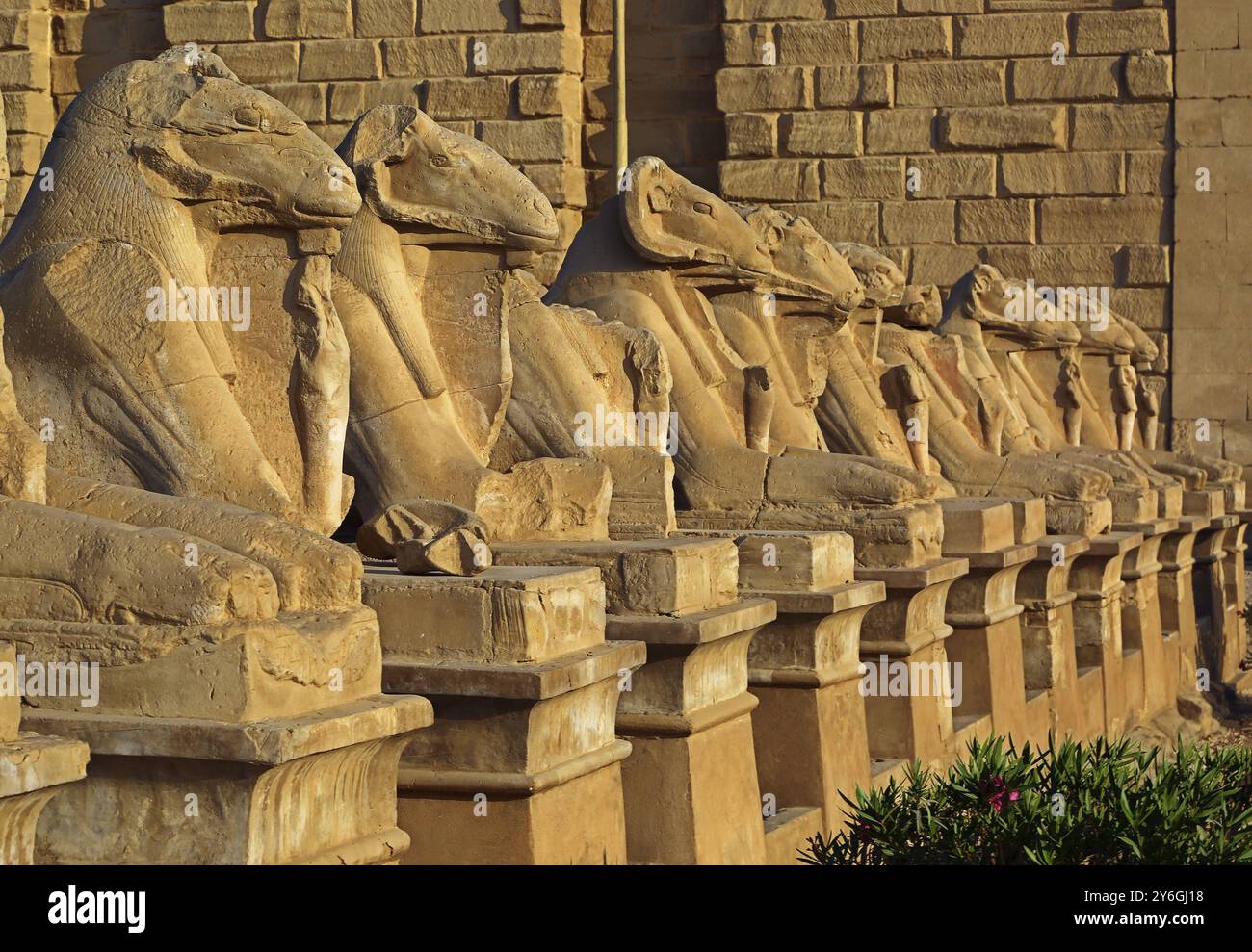 Das antike ägypten Statuen der Sphinx im Luxor karnak Tempel bei Sonnenuntergang Stockfoto