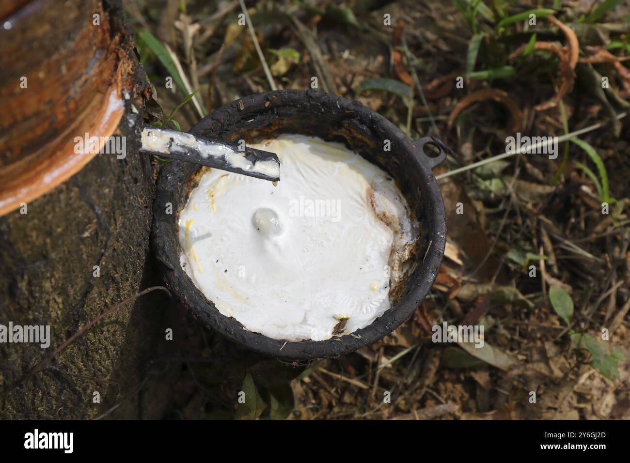 Naturlatex tropft von einem Gummibaum auf einer Gummibaumplantage in Thailand, Asien Stockfoto