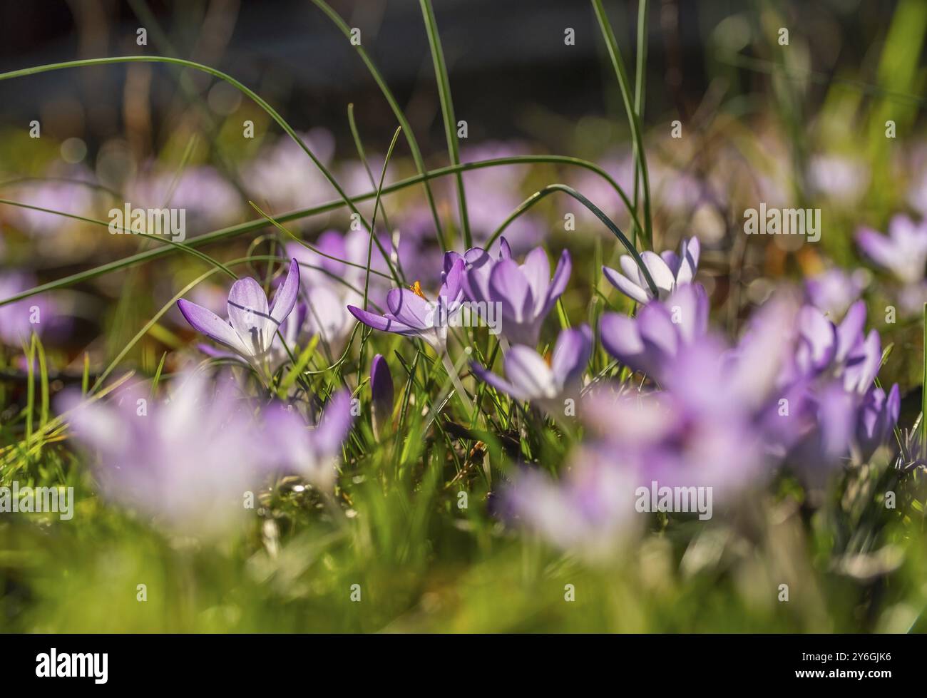 Frühjahrs-Nahaufnahme violetter Krokusse. Weicher selektiver Fokus blühender Krokusblüten Stockfoto