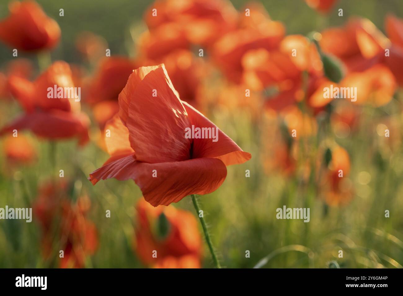 Blühendes Feld mit roten Mohnblumen bei Sonnenuntergang. Abstrakte Natur verschwommener Hintergrund im Abendlicht Stockfoto
