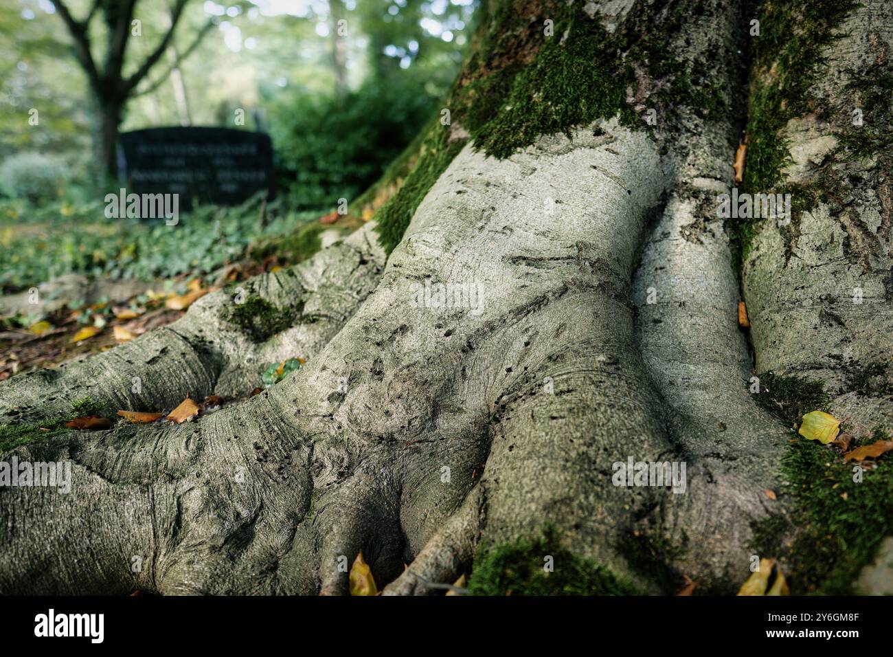 Bodenansicht eines moosbedeckten Stammes mit verzweigten, knorrigen Wurzeln einer alten Buche auf einem alten Friedhof vor einem verschwommenen Hintergrund Stockfoto