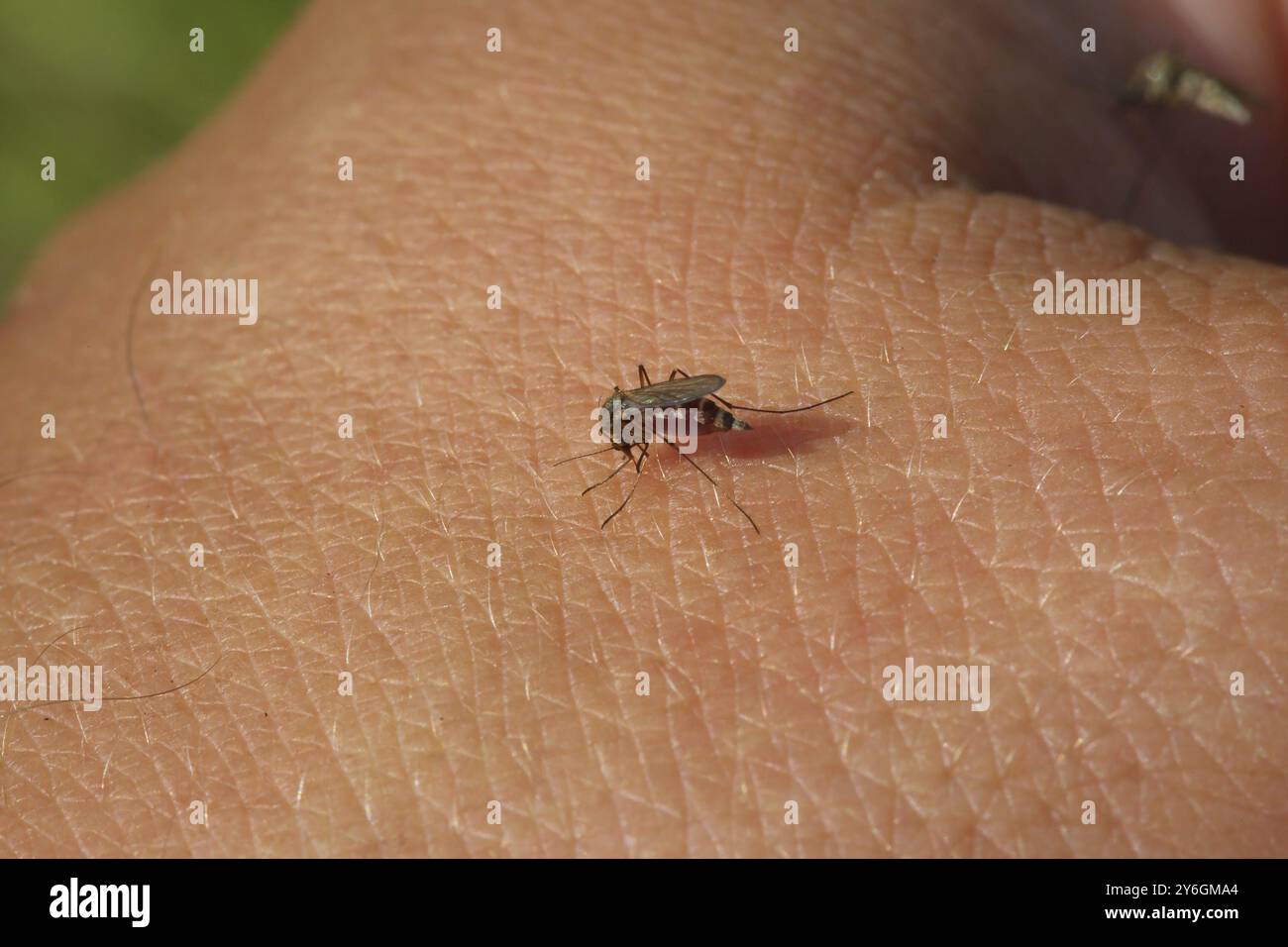Mücke trinkt Blut aus dem Menschen, Makroaufnahme Stockfoto
