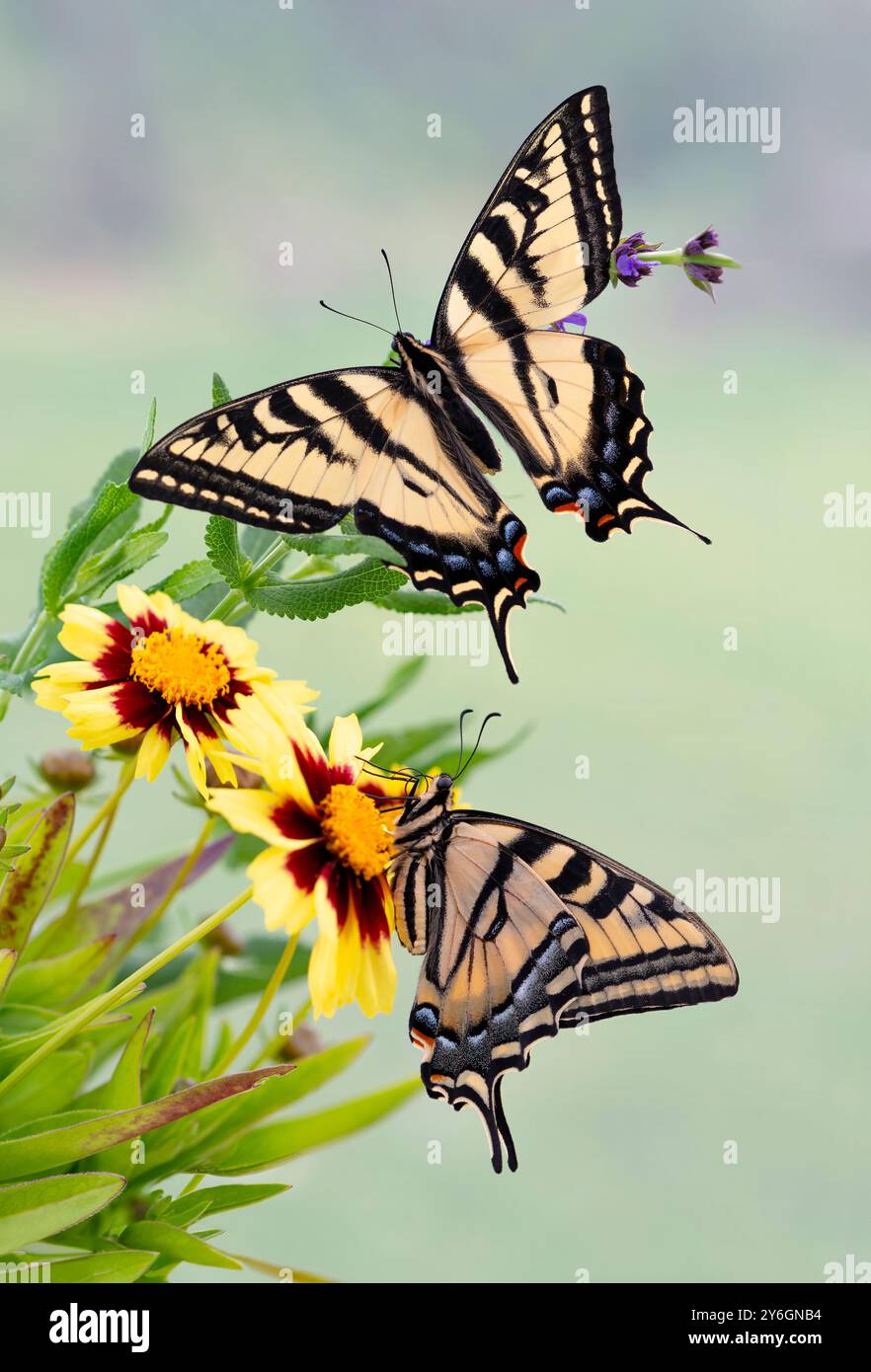 Makrobild zweier westlicher Tigerschwalbenschwanzfalter (Papilio rutulus) Seitenansicht und Draufsicht Stockfoto