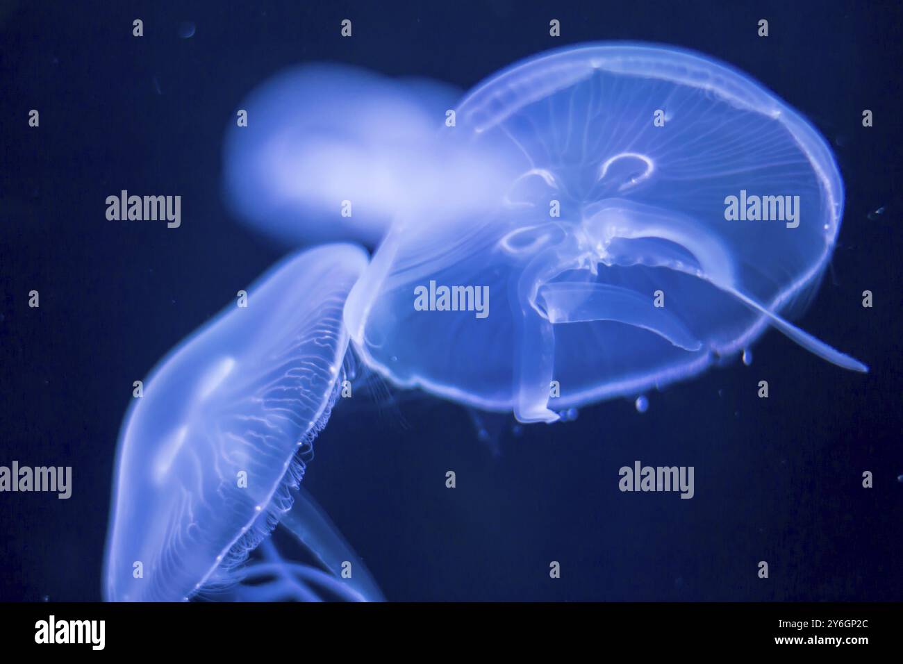 Nahaufnahme einer Qualle, die vor einem dunkelblauen Hintergrund beleuchtet wird und ihre komplizierten Muster und ihre zarte Natur hervorhebt Stockfoto