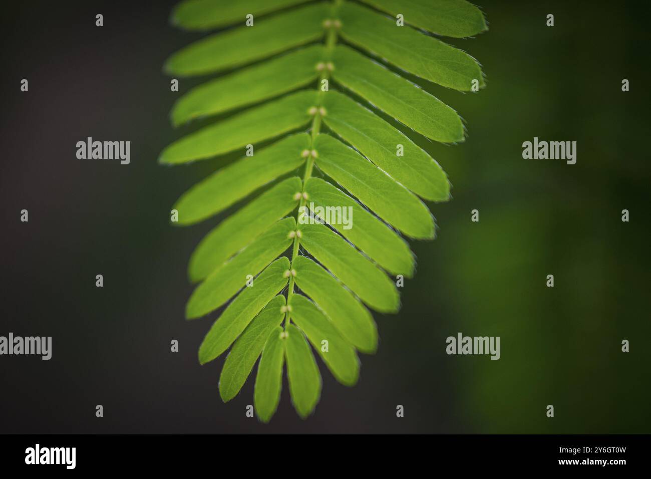 Nahaufnahme des Blattes einer Mimosa pudica, auch empfindliche Pflanze, verschlamme Pflanze, Aktionspflanze, Touch-Me-Not oder Schampflanze genannt Stockfoto