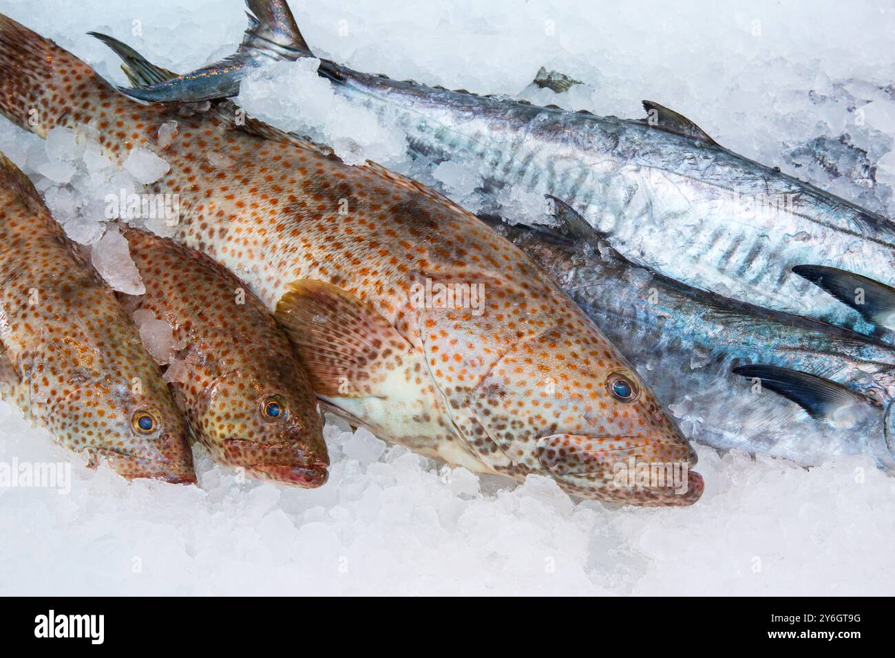 Frisch gefangener Orangenfleckenbarsch und Königsmakrele auf dem Fischmarkt des Mina District im alten Hafen von Doha, Katar Stockfoto