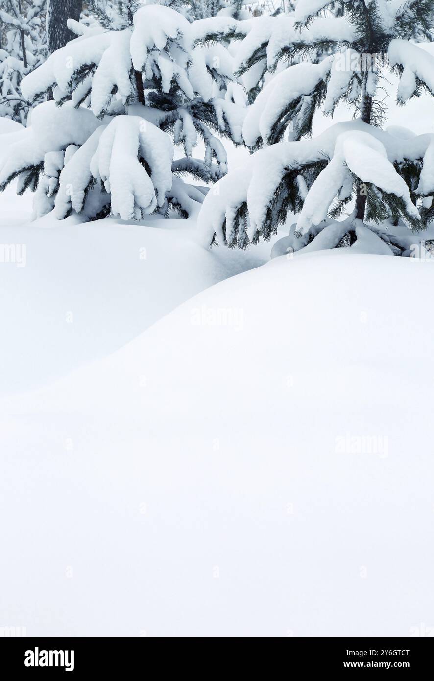 Winterhintergrund, schneebedeckte Tannen und Schneewehungen Stockfoto