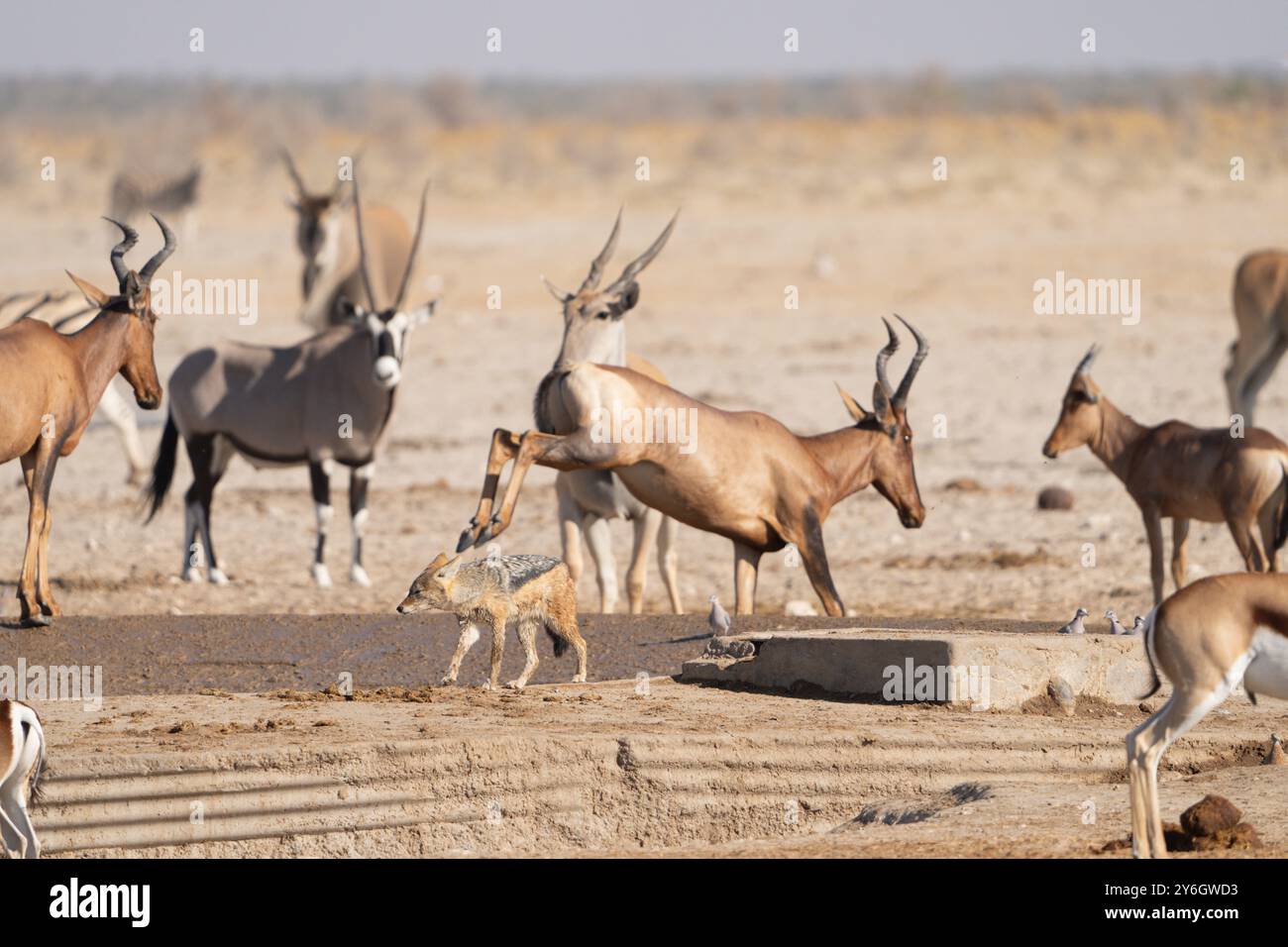 Sammlung mehrerer Arten am Waterning Hole im Etosha-Nationalpark in Namibia, Afrika Stockfoto