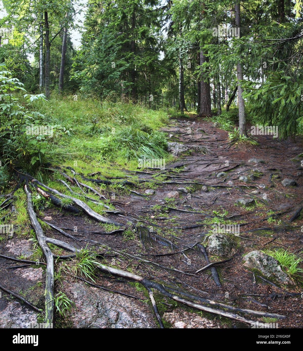 Pfad mit Wurzeln von Bäumen im Wald, Park Monrepo Stockfoto