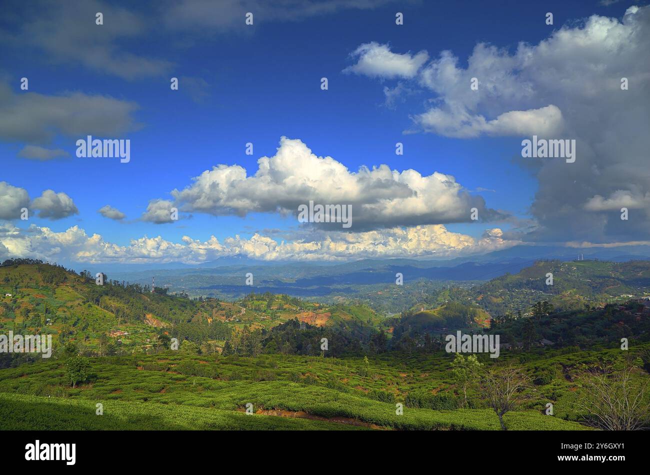 Wunderschöne Berglandschaft mit Teeplantage in Sri Lanka Stockfoto