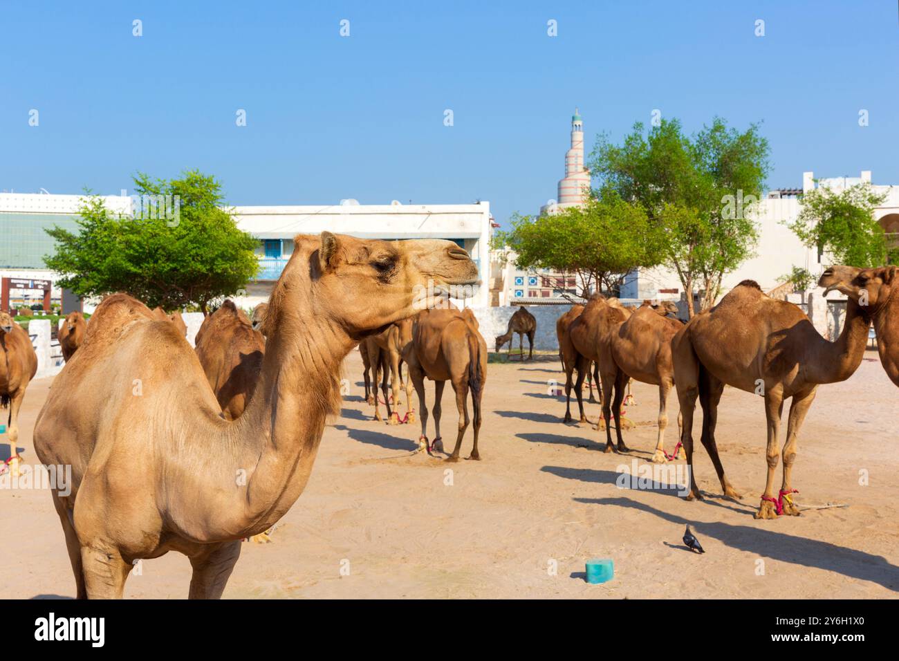 Der Kamelmarkt am Souq Waqif (lokaler Marktplatz) in Doha, Katar Stockfoto