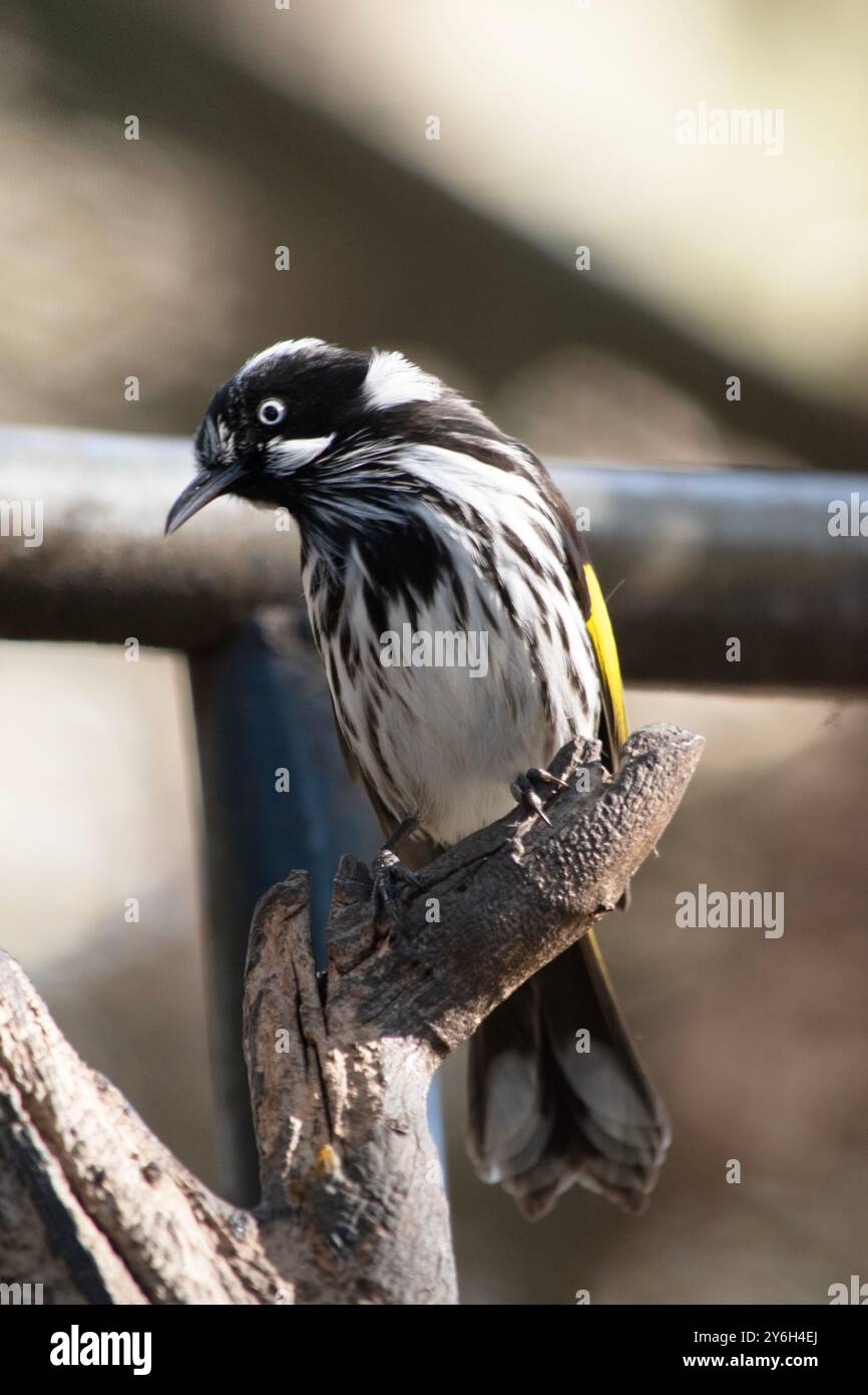 Der New Holland Honeyeater ist meist schwarz-weiß, mit einem großen gelben Flügelfleck und gelben Seiten am Schwanz Stockfoto