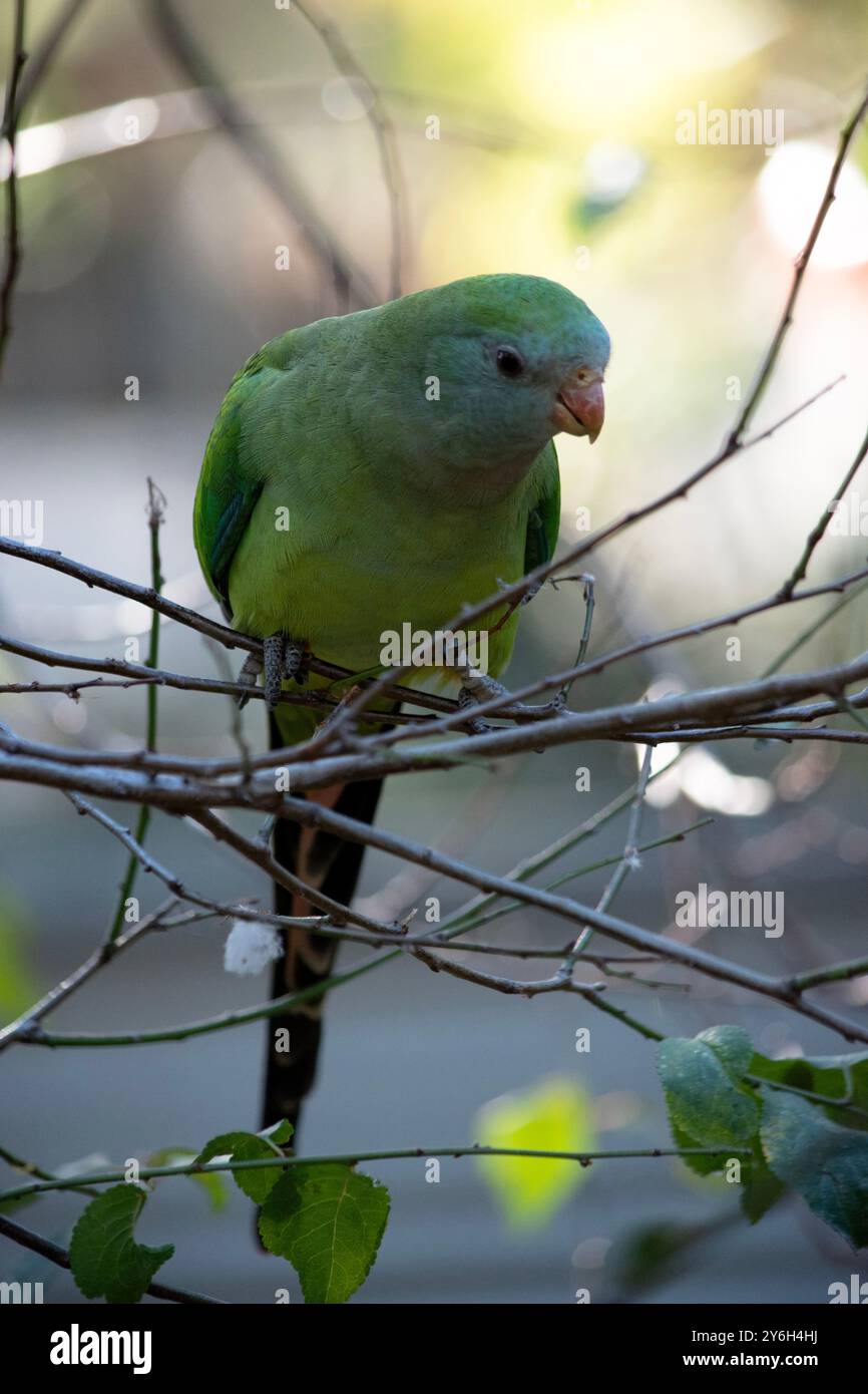 Der weibliche Papagei hat ein hellblaues Gesicht und einen grünen Körper. Stockfoto