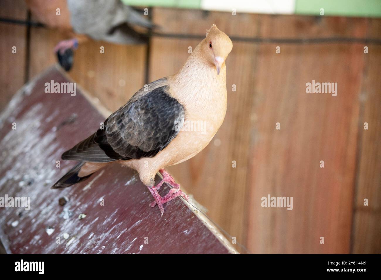 Die goldfarbene Engelstaube steht auf einem Zaun Stockfoto