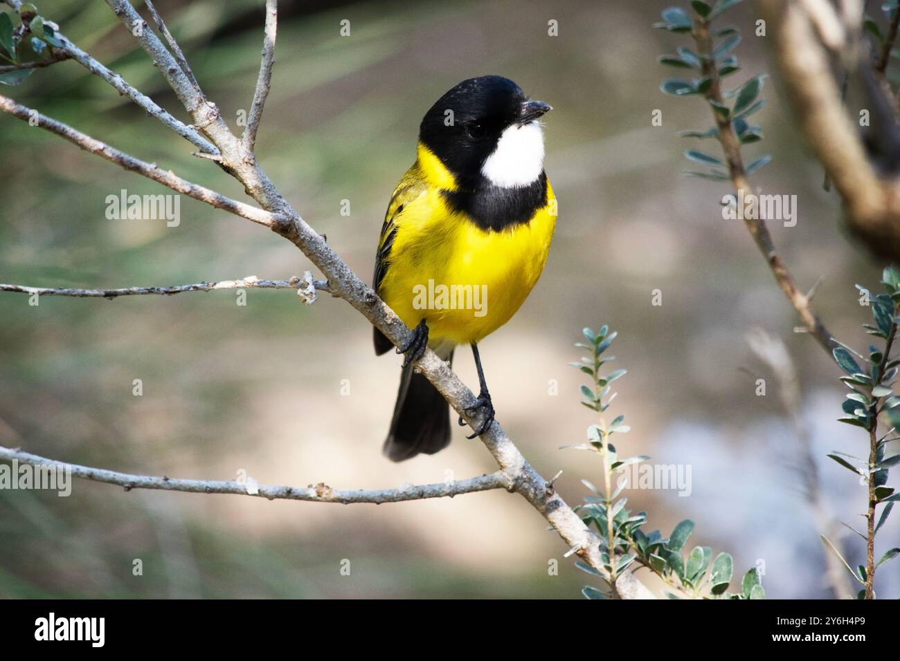 Golden whistler Männchen haben einen markanten schwarzen Kopf, der sich bis zum Nacken und unter den Hals in einem dicken Band erstreckt. Stockfoto