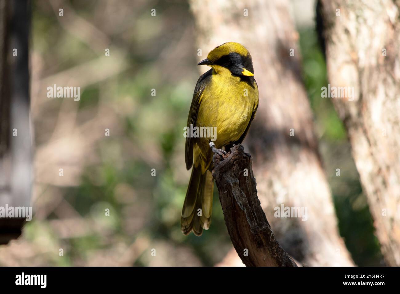 Der Helm-Honeyeater hat eine hellgelbe Stirn, Krone und Hals mit schwarzen Augen. Stockfoto