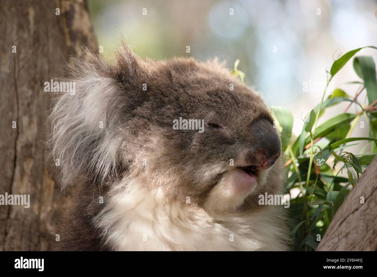 Der Koala hat einen großen runden Kopf, große pelzige Ohren und große schwarze Nase. Stockfoto