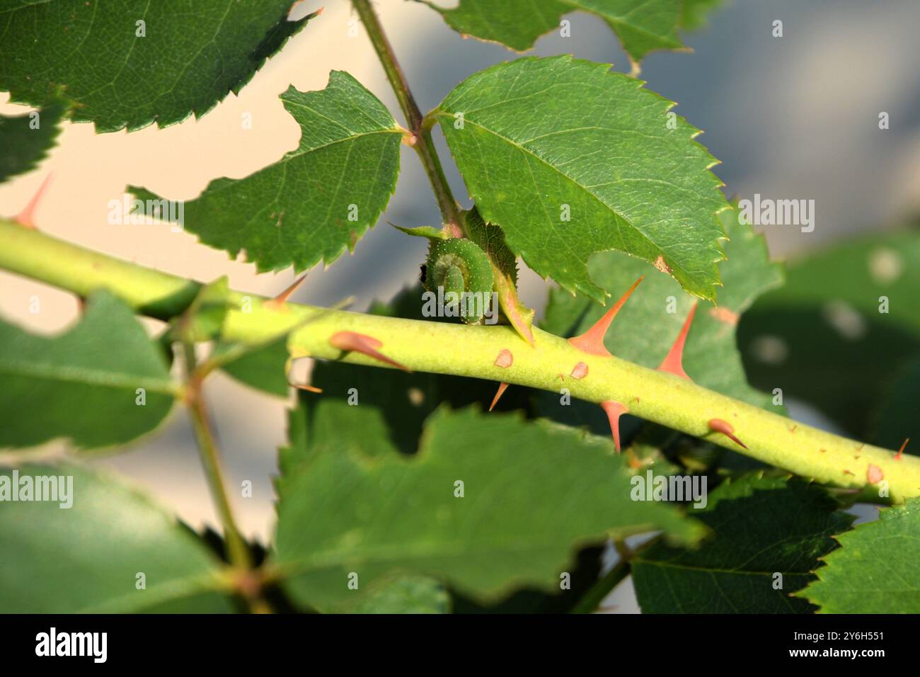 Eine grüne, steinfarbene Rosenschnecke (Cladius difformis) rollt sich im Schutz der Dornen und versucht, sich im Sommer in einem Rosengarten zu tarnen. Stockfoto