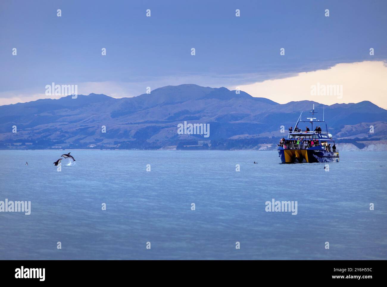 Begegnung mit Delfinen während einer Walbeobachtungstour in Kaikoura, Kaikoura, Neuseeland. Stockfoto