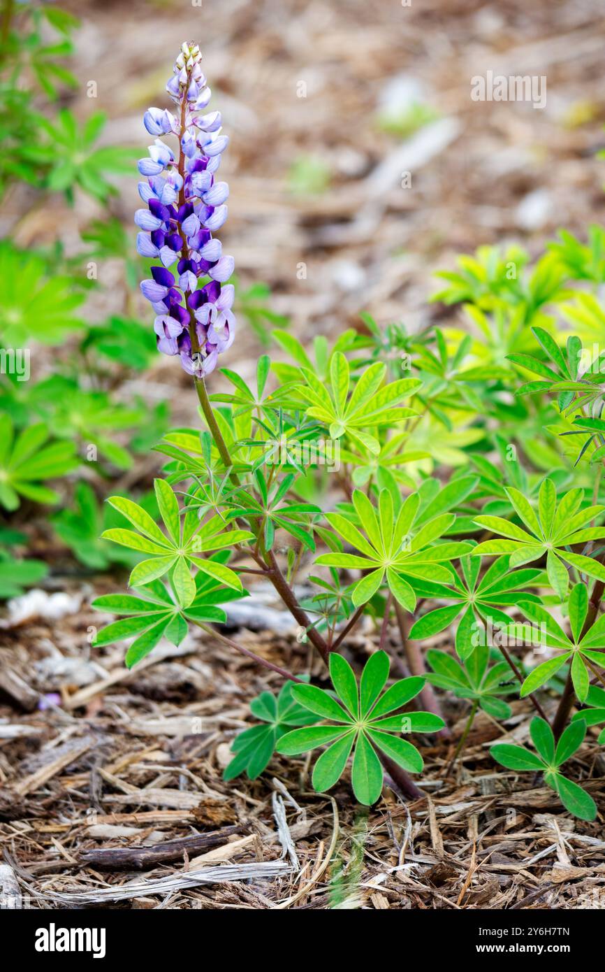 Ein blühender Stamm einer wilden Lupine, auch bekannt als Lupine perennis, im Mai in Wisconsin. Stockfoto