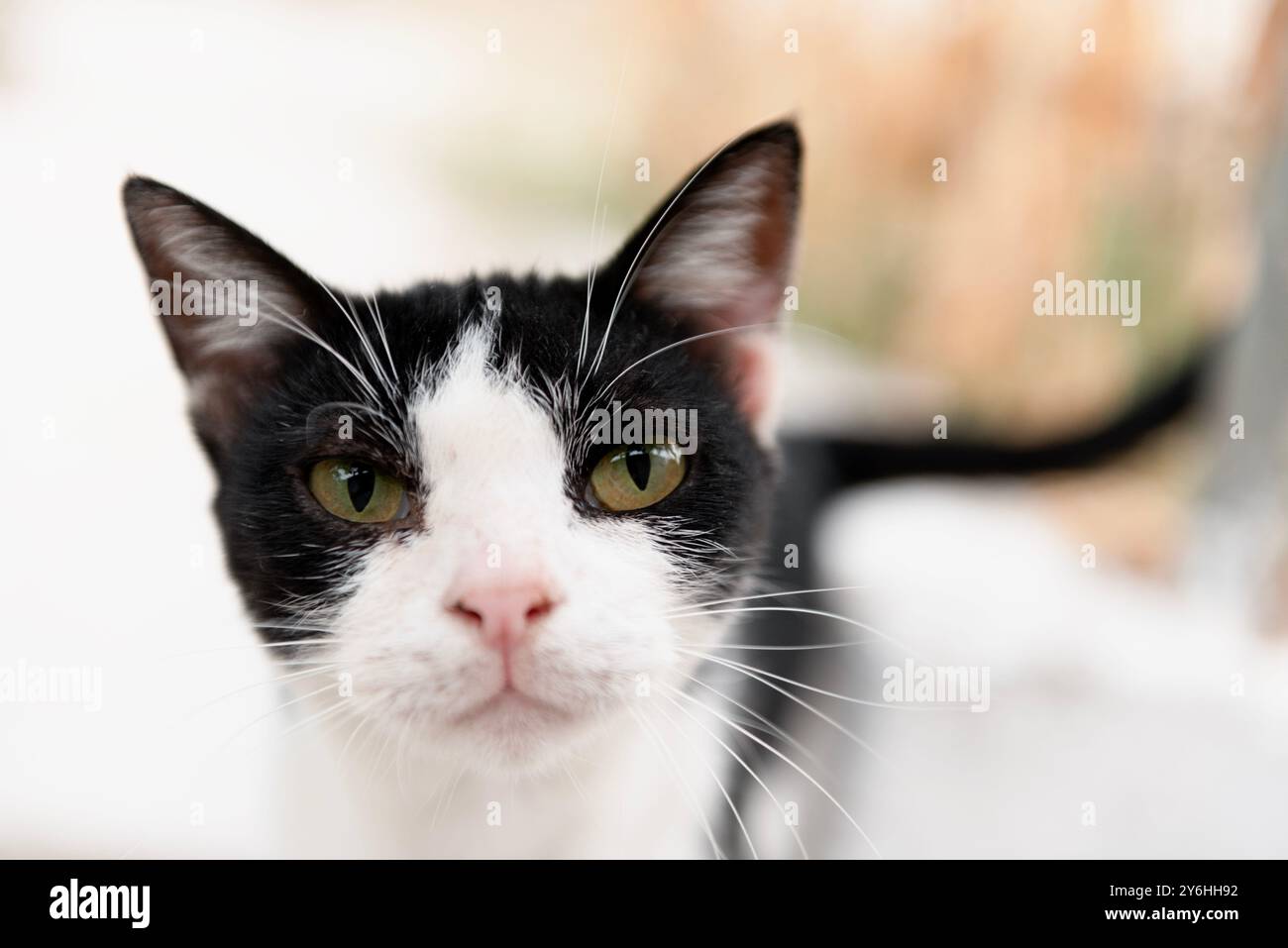 Nahaufnahme einer wunderschönen schwarz-weißen Katze Stockfoto