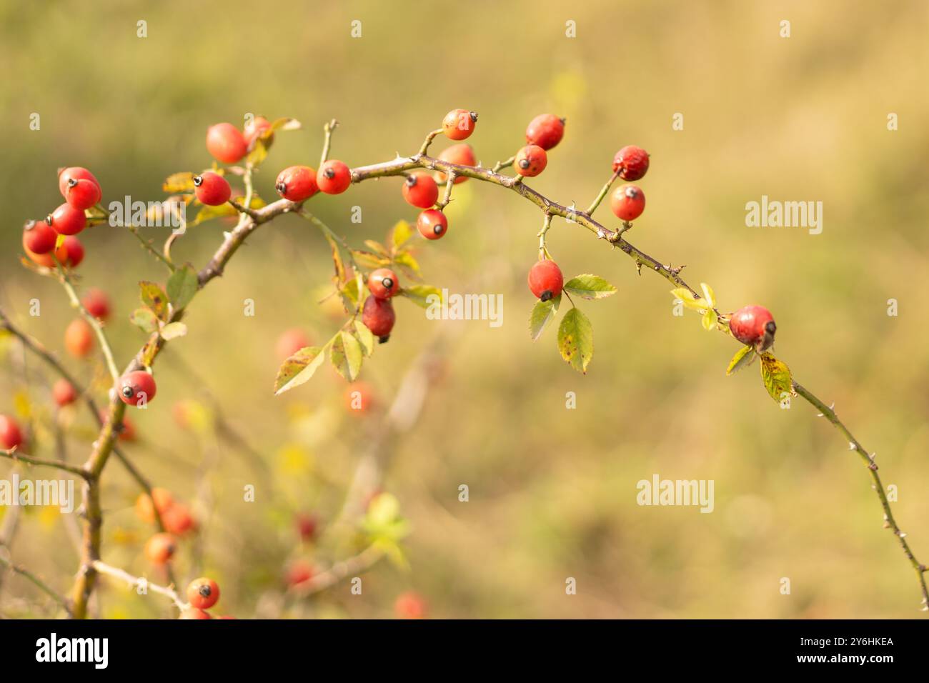 Eine Nahaufnahme reifer Rosenhüften, die auf einem Ast wachsen Stockfoto