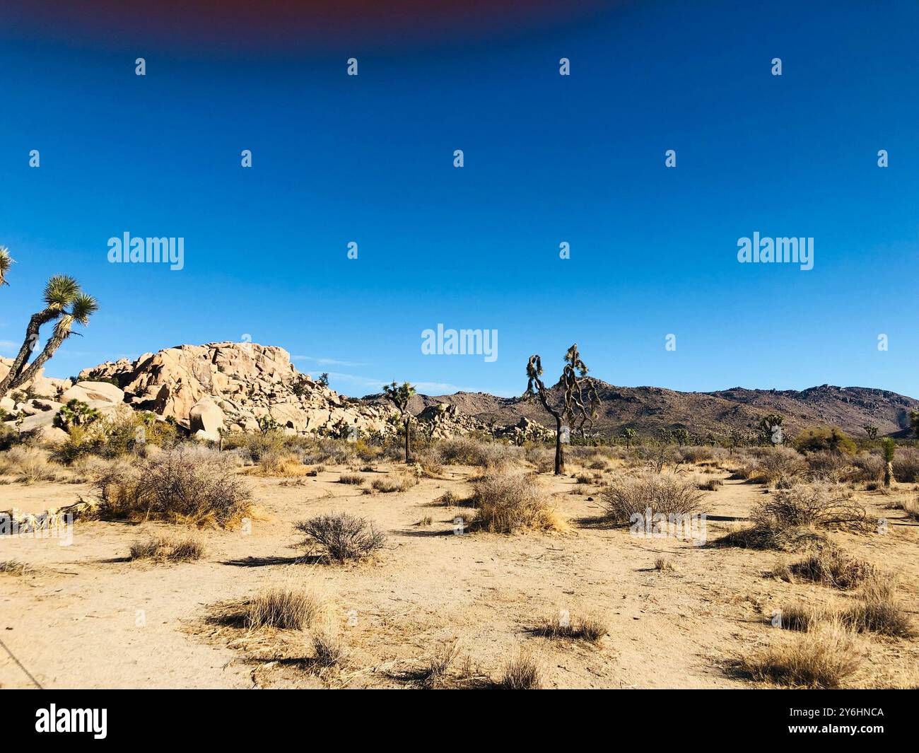 Der Joshua Tree National Park, die Mojave-Wüste, bietet zerklüftete Felsformationen, berühmte Joshua-Bäume und ein riesiges Sandgelände. Wildtiere tauchen bei Sonnenuntergang auf. Stockfoto