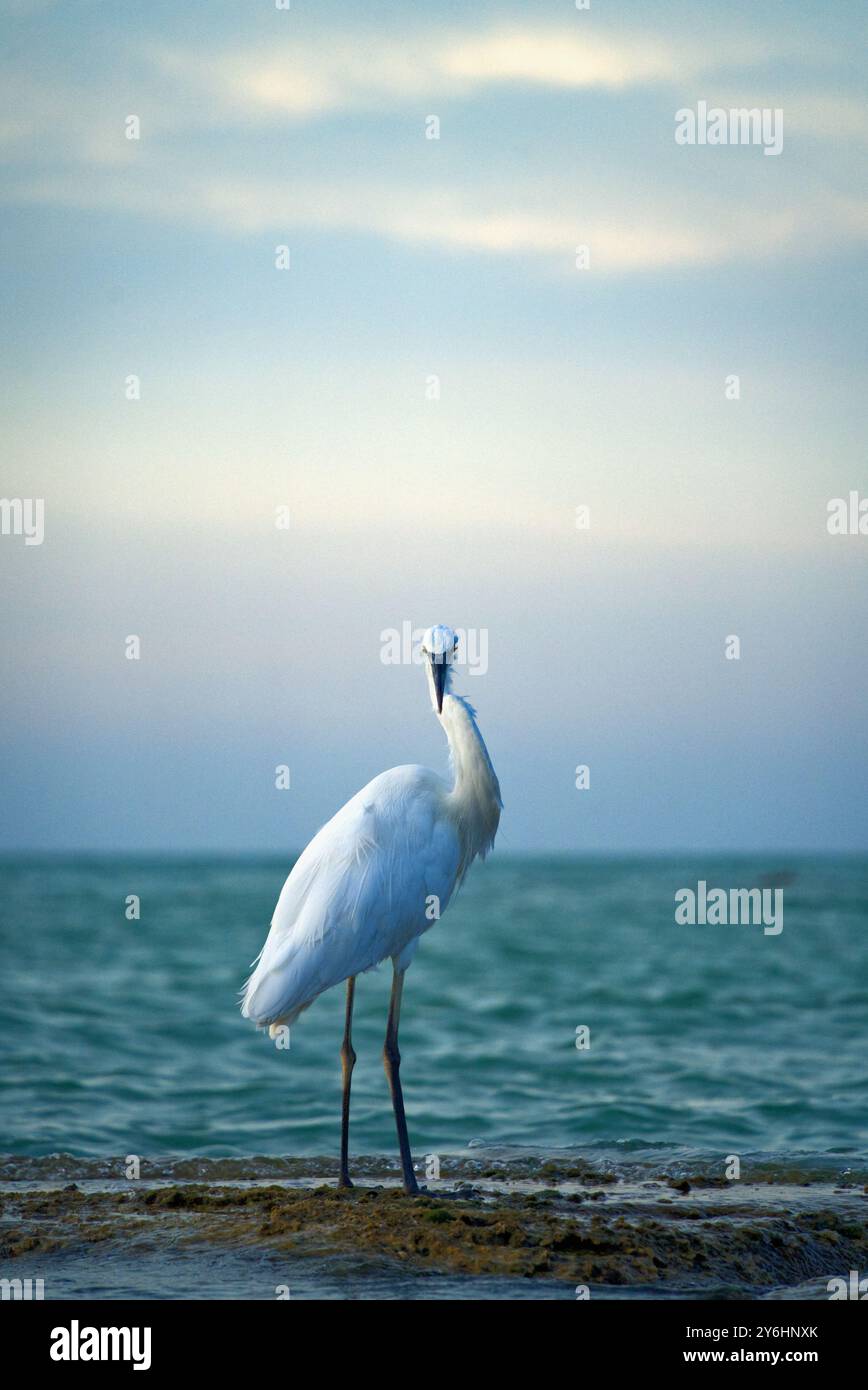 Anmutige Eleganz: Ein Reiher steht über den ruhigen Gewässern Mexikos Stockfoto