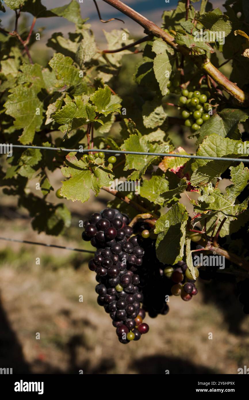 Eine Nahaufnahme einiger Pinot Noir-Trauben vor der Ernte in Zentral-Otago Neuseeland. Stockfoto