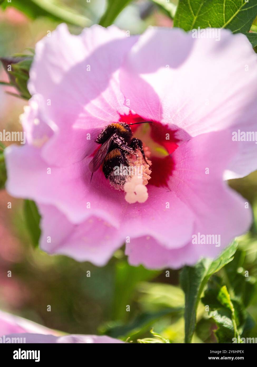 Eine mit Pollen bedeckte Honigbiene in einer rosafarbenen Hibiskusblüte, mit grünen Blättern im Hintergrund. Stockfoto