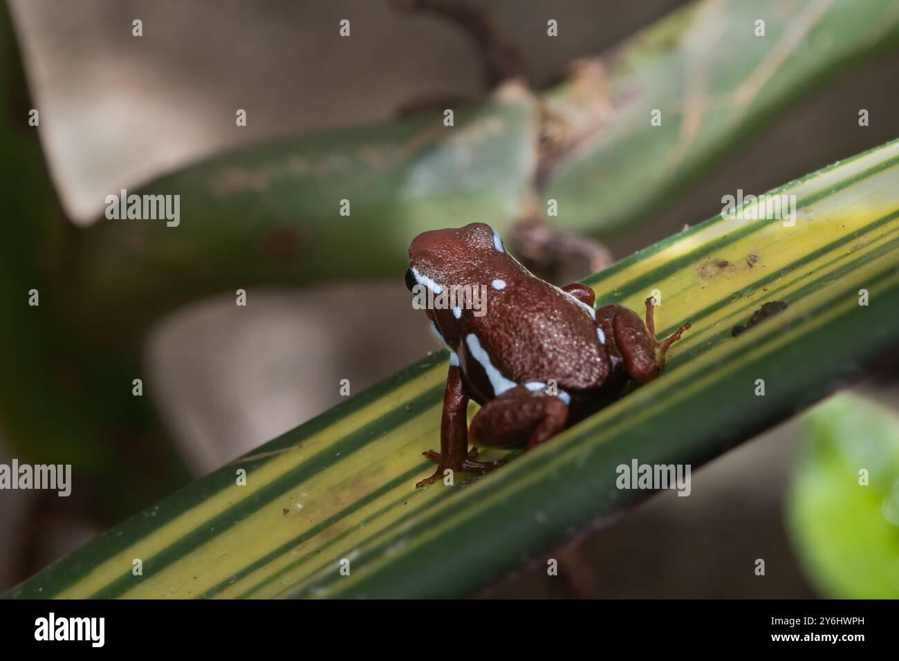 Anthonys Giftpfeilfrosch, Epipedobates anthonyi Stockfoto