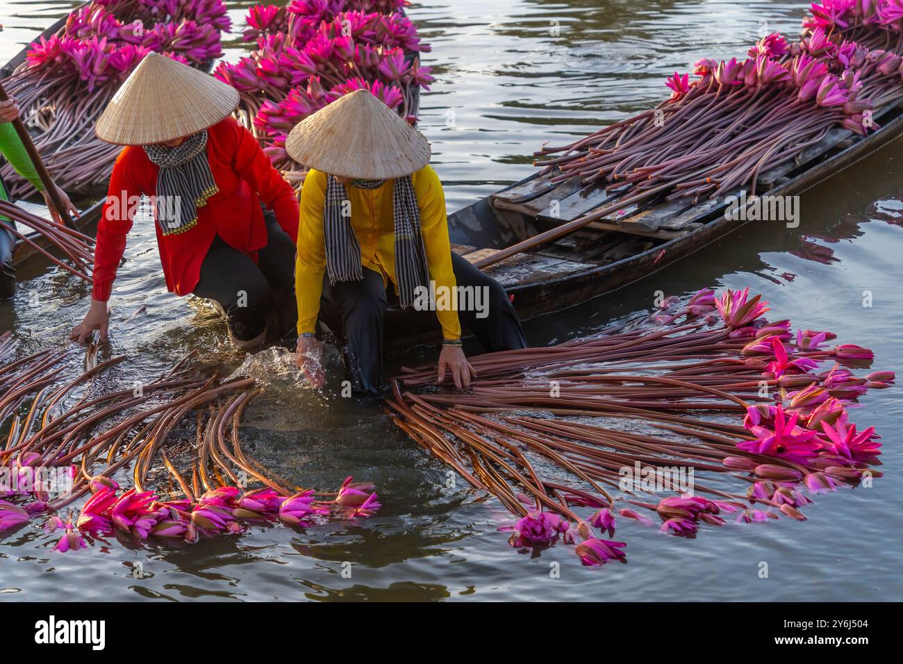 Blick auf ländliche Frauen im Bezirk MOC Hoa, Long eine Provinz, Mekong Delta, ernten Seerosen. Seerose ist hier ein traditionelles Gericht. Reisen und Stockfoto