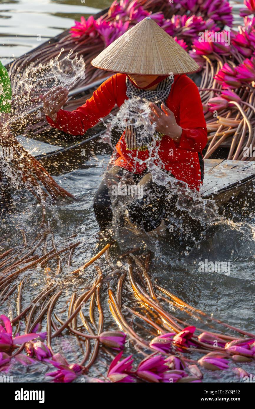 Blick auf ländliche Frauen im Bezirk MOC Hoa, Long eine Provinz, Mekong Delta, ernten Seerosen. Seerose ist hier ein traditionelles Gericht. Reisen und Stockfoto