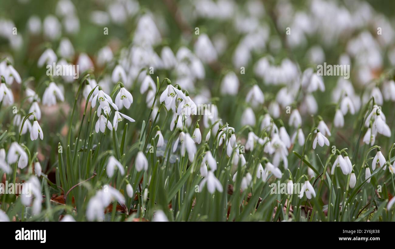 Schneeglöckchen [ Galanthus sp ] wachsen wild im Wald Stockfoto