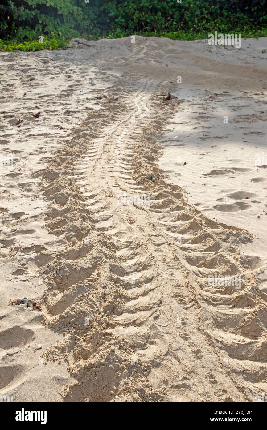 Schildkrötenbahnen am Macassan Beach (Garanhan) Stockfoto