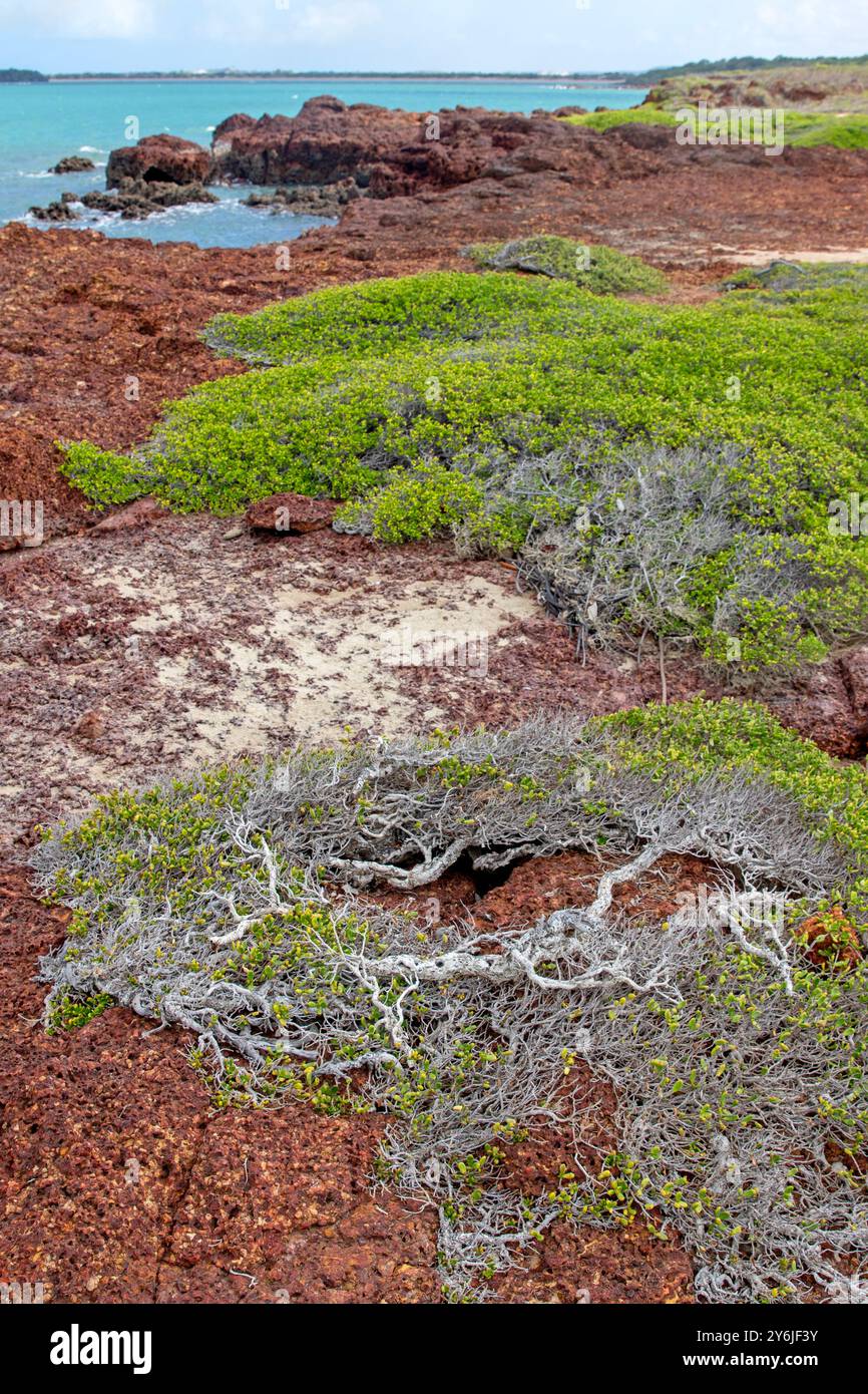 Windbeschnittenes Gestrüpp auf den niedrigen Klippen am Macassan Beach (Garanhan) Stockfoto