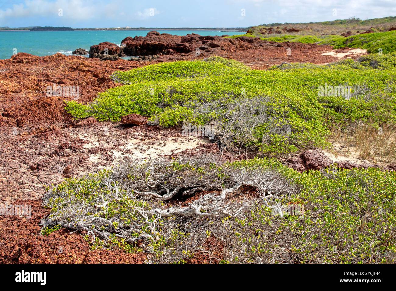 Windbeschnittenes Gestrüpp auf den niedrigen Klippen am Macassan Beach (Garanhan) Stockfoto