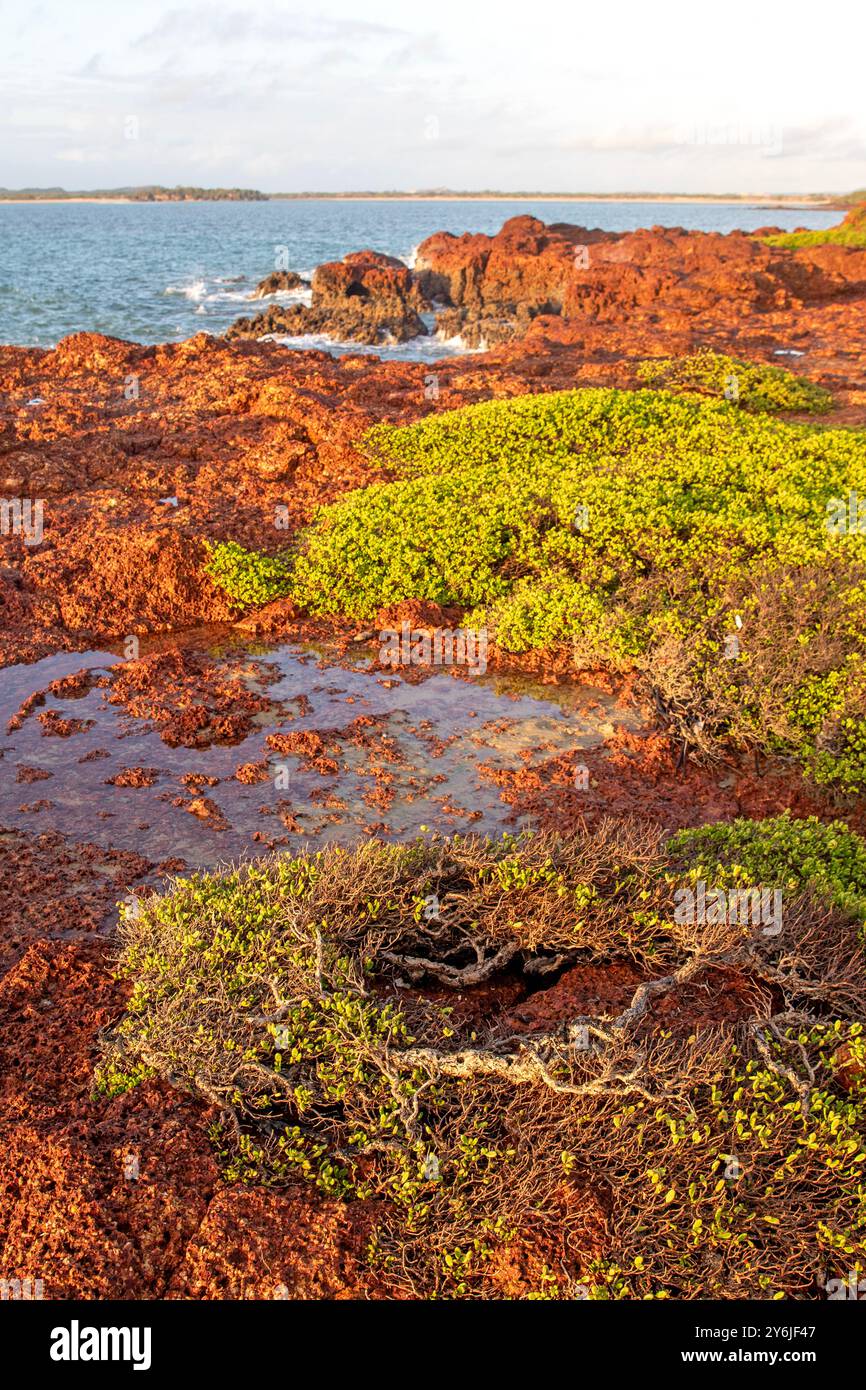 Windbeschnittenes Gestrüpp auf den niedrigen Klippen am Macassan Beach (Garanhan) Stockfoto