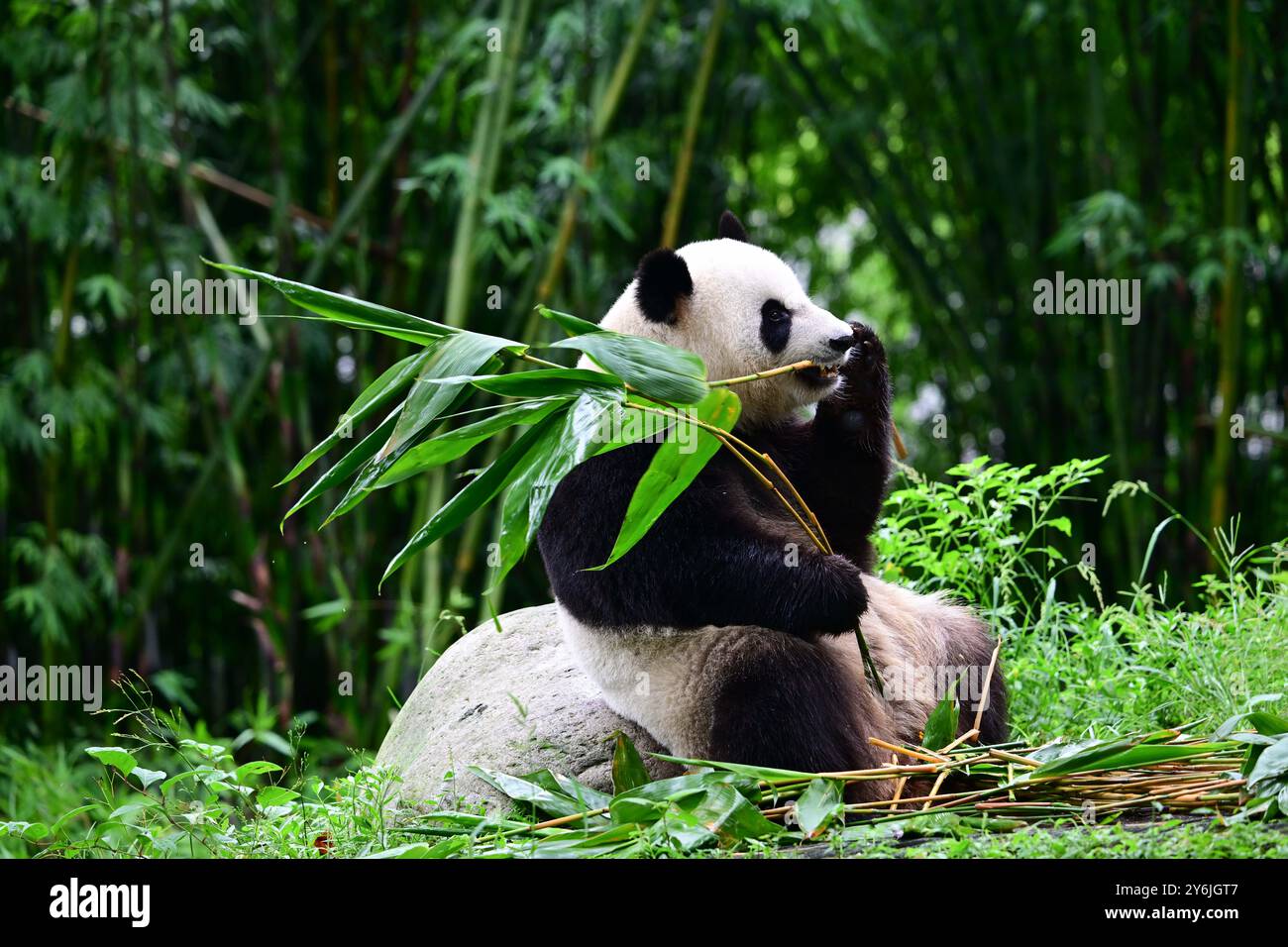 (240926) -- CHENGDU, 26. September 2024 (Xinhua) -- Giant Panda Ke Ke Ke Ke Ke Ke Ke Ke Ke wird im September 2024 im China Conservation and Research Center for the Giant Panda in Dujiangyan City, südwestchinesischer Provinz Sichuan, abgebildet. Ein Paar riesiger Pandas, das von der Zentralregierung der chinesischen Sonderverwaltungsregion Hongkong geschenkt wurde, startete am Donnerstagmorgen auf einem Flug von der Provinz Sichuan in die HKSAR. Ein an, ein Mann, und Ke Ke Ke, eine Frau, wurden beide im Juni 2019 geboren. Die beiden sind genetisch nicht verwandt, haben aber komplementäre Charaktere. (Foto: Li Chuanyou/Xinhua) Stockfoto