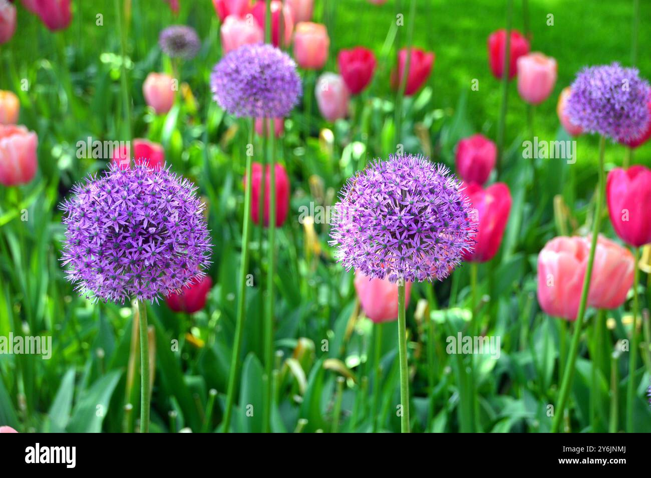 „Purple Sensation“ Allium Blumen mit bunten Tulpen im Hintergrund in den Gärten von Keukenhof, Lisse, Niederlande, EU. Stockfoto