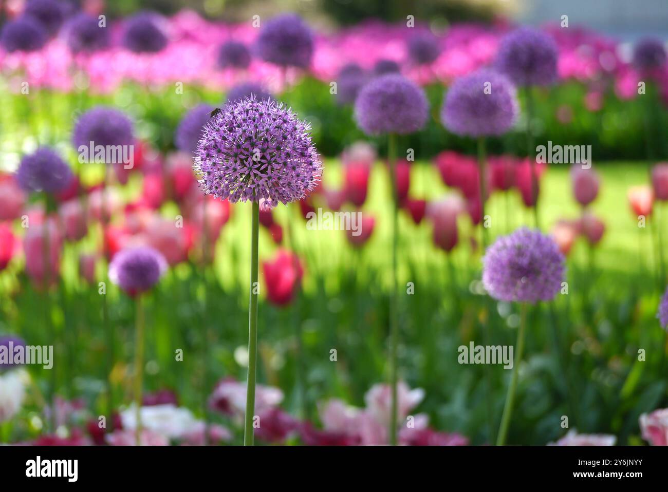 „Purple Sensation“ Allium Blumen mit bunten Tulpen im Hintergrund in den Gärten von Keukenhof, Lisse, Niederlande, EU. Stockfoto