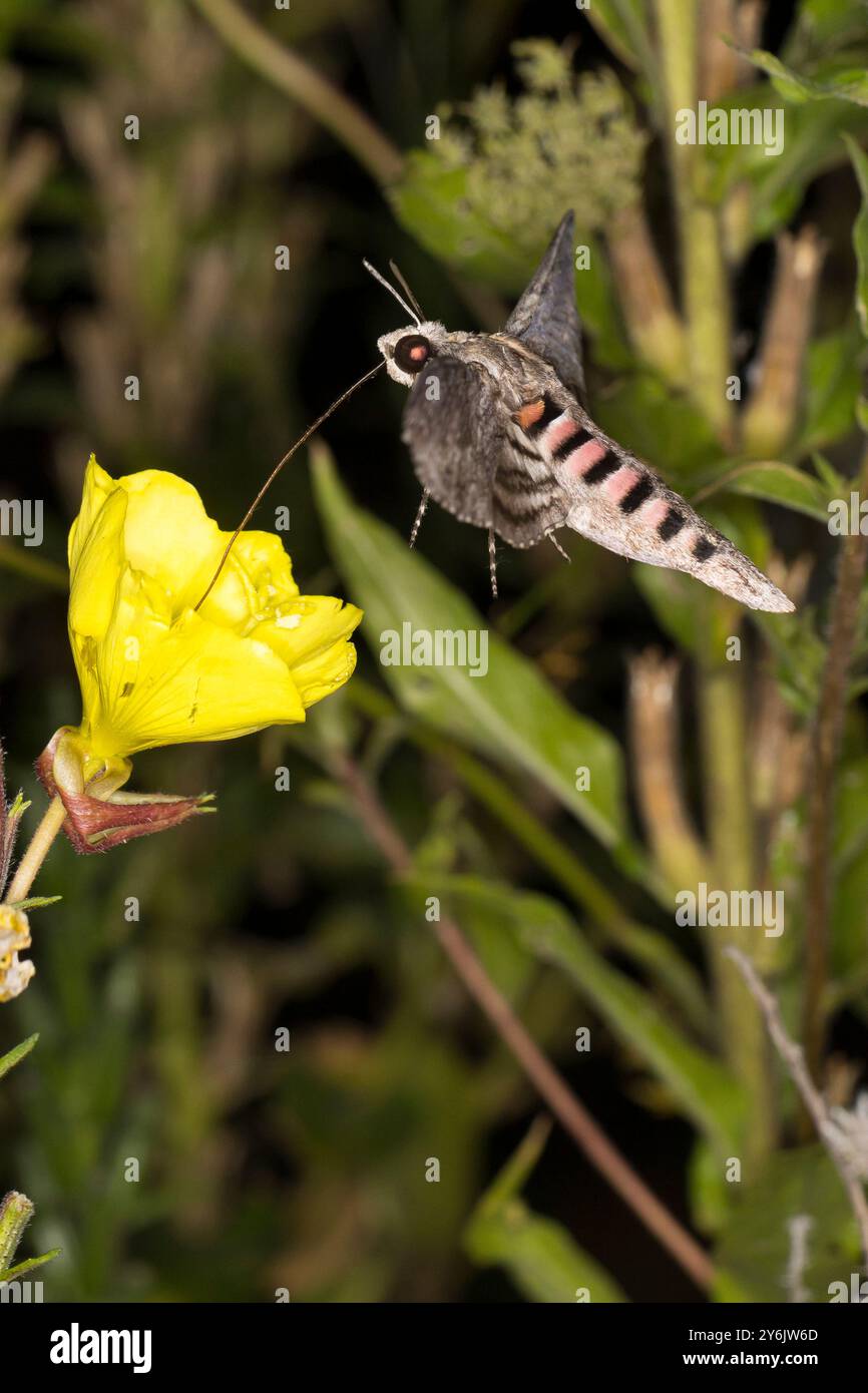 Windenschwärmer, nach Einbruch der Dunkelheit beim Blütenbesuch an Nachtkerze, Winden-Schwärmer, Agrius convolvuli, Herse convolvuli, convolvulus Falke Stockfoto