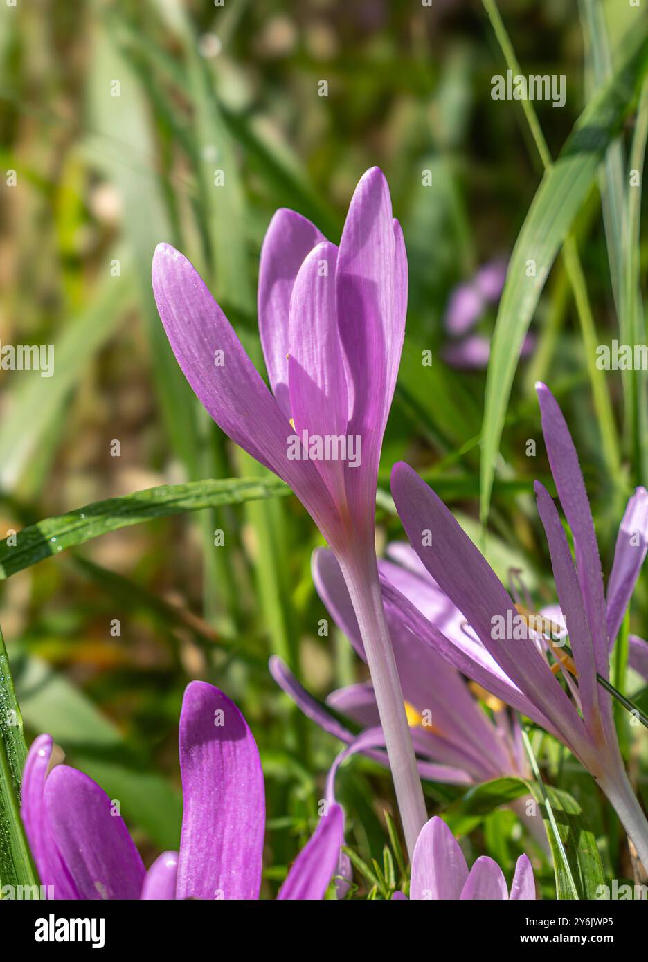 Herbstzeitlose, Colchicum autumnale in einer Wiese, Bayern, Deutschland, Europa Herbstzeitlose, Colchicum autumnale in einer Wiese, Bayern, Deutschlan Stockfoto